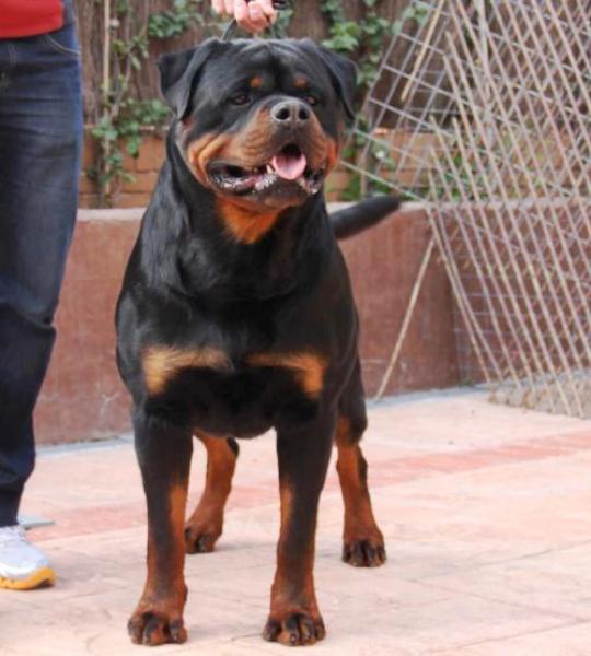 Rottweiler.  Ch. Jerry Lee Van Gorgar.