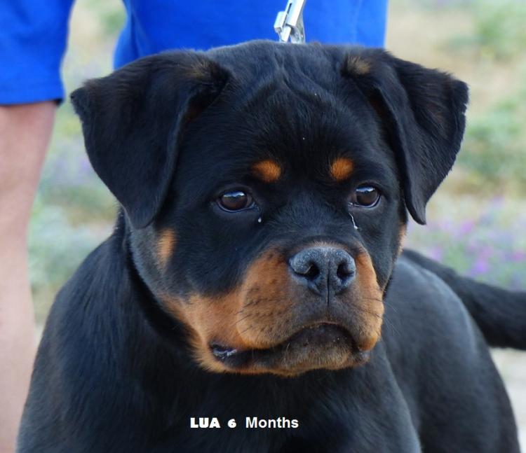 Rottweiler. Lua De Breogan con 6 meses.