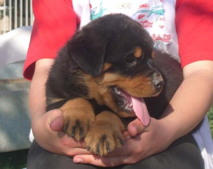 Rottweiler. Camada A.