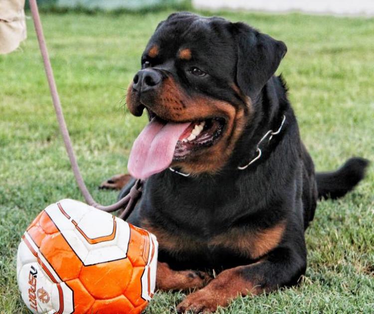 Rottweiler. Consul De Breogan.
