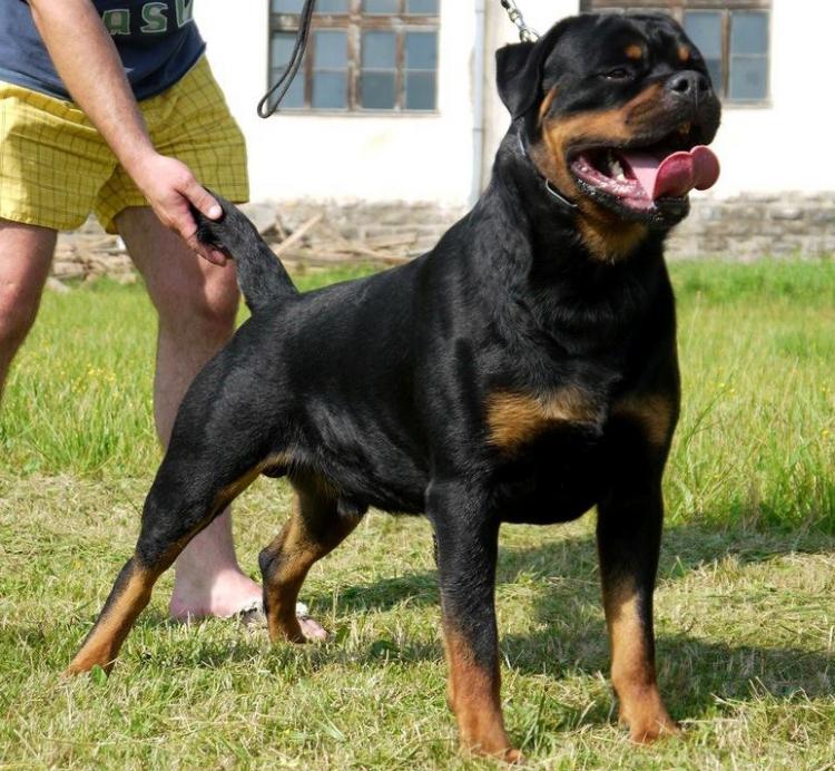 Rottweiler. Ringo Vom Hause Pista.
