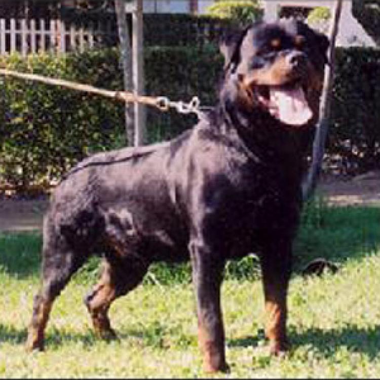 TÃtulos obtenidos por nuestros perros Rottweiler. Marco de Breogan. TÃtulos obtenidos por nuestros perros Rottweiler. Marco de Breogan.