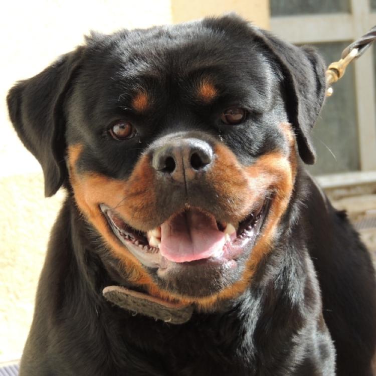 Rottweiler. India De Breogan.