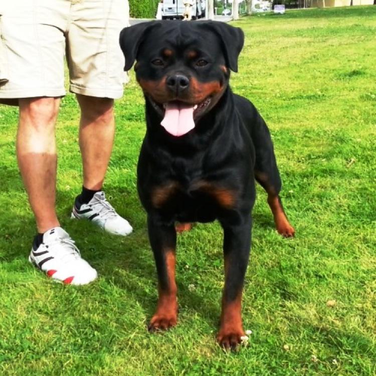Rottweiler.  Ch. Farah Od Vadanora con 24 meses.