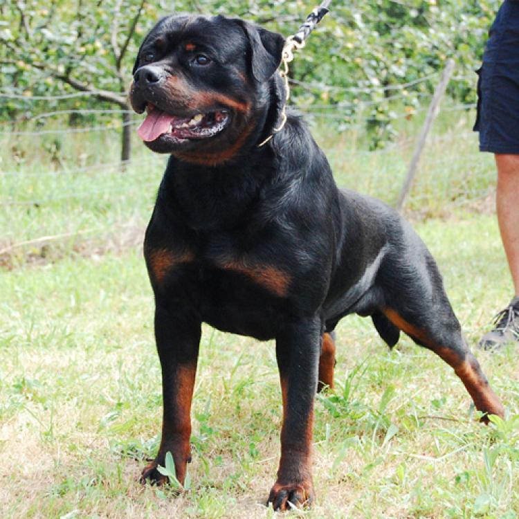 Rottweiler.  Ch. Indio De Breogan. Rottweiler.  Ch. Indio De Breogan.
