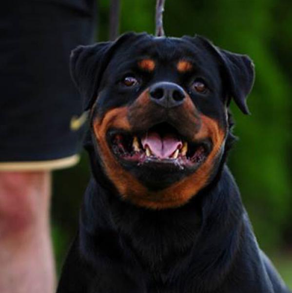 Rottweiler.  Ch. Fani Vom Hause Pista.