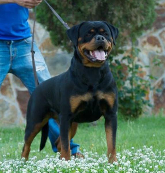 Rottweiler. Checa Del Calvijar.