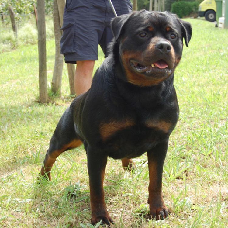 Rottweiler.  Ch. Indio De Breogan.