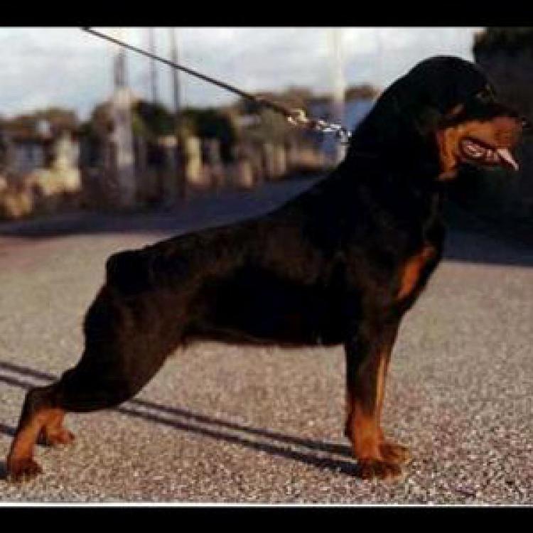 Rottweiler.  Ch. Zaida De Breogan.