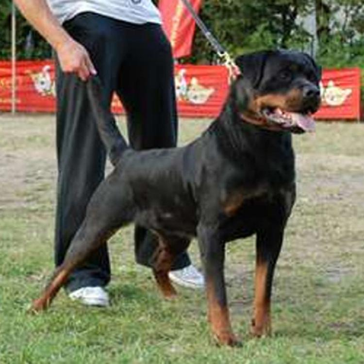 Rottweiler.  Ch. Tika Flash Rouse.