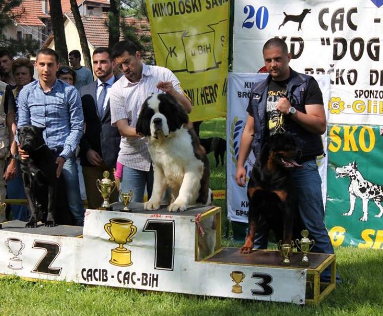 Rottweiler.  Ch. Greep De Breogan.