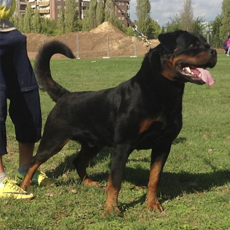 Rottweiler.  Ch. Marko De Breogan.