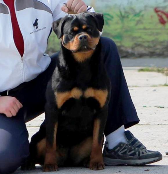 Rottweiler.  Ch. Shery Brko Star.