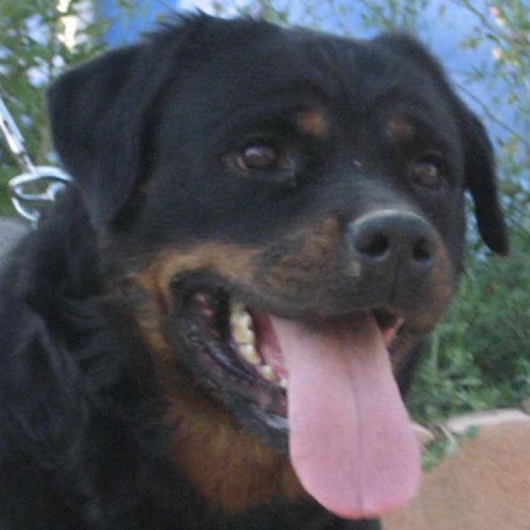 TÃtulos obtenidos por nuestros perros Rottweiler. Wenka de Breogan. TÃtulos obtenidos por nuestros perros Rottweiler. Wenka de Breogan.