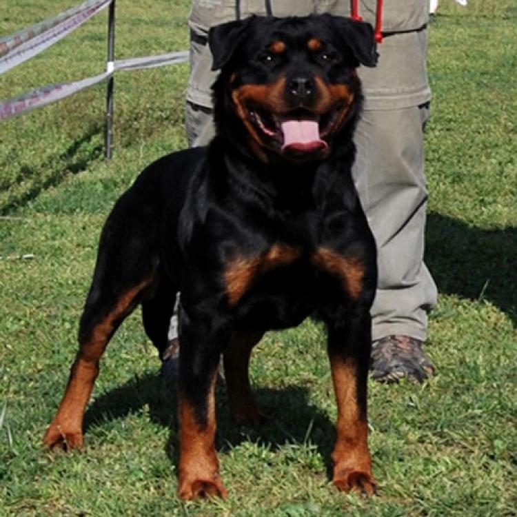 Rottweiler. Raixa De Breogan.