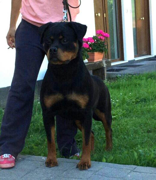Rottweiler. Yuma De Breogan.