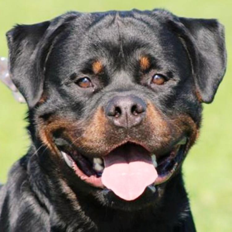 Rottweiler. Ran Von Steintor Rott.