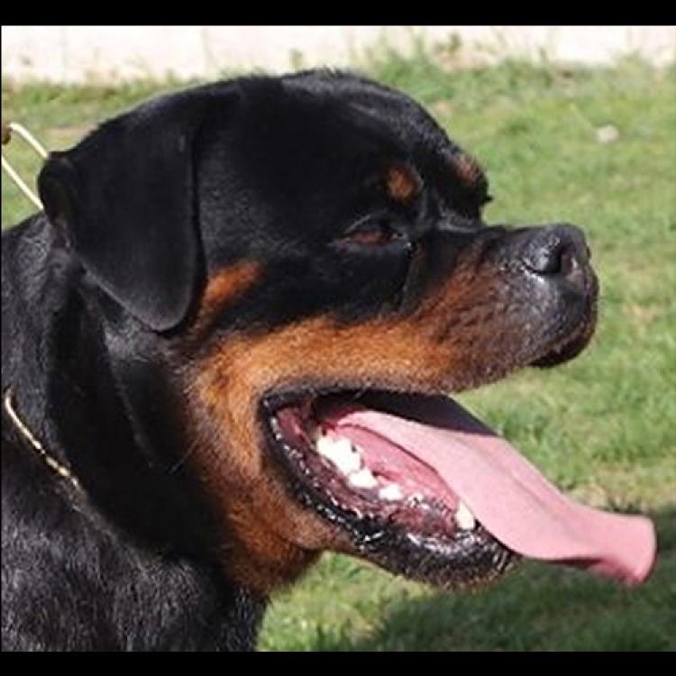 Rottweiler.  Ch. Fanta Of Nicola´s Lion.