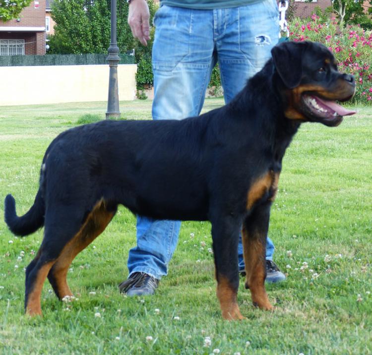 Rottweiler. Gery De Breogan.
