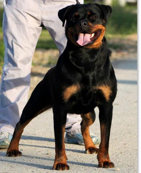 Rottweiler.  Ch. Princess Brcko Star.