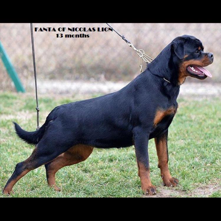Rottweiler.  Ch. Fanta Of Nicola´s Lion.
