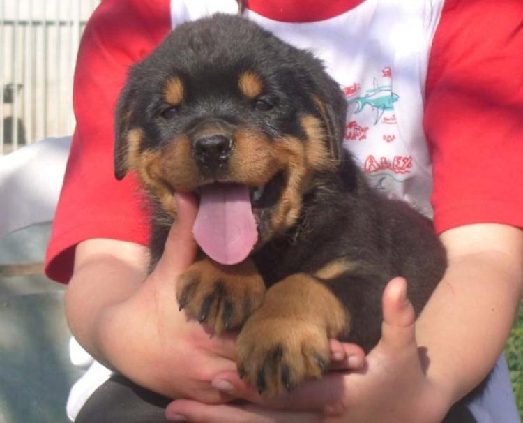 Rottweiler. Ahriel De Breogan.