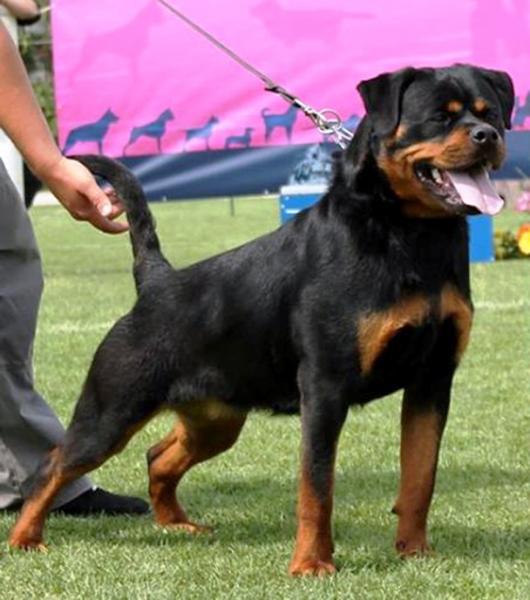 Rottweiler.  Ch. Shery Brko Star.