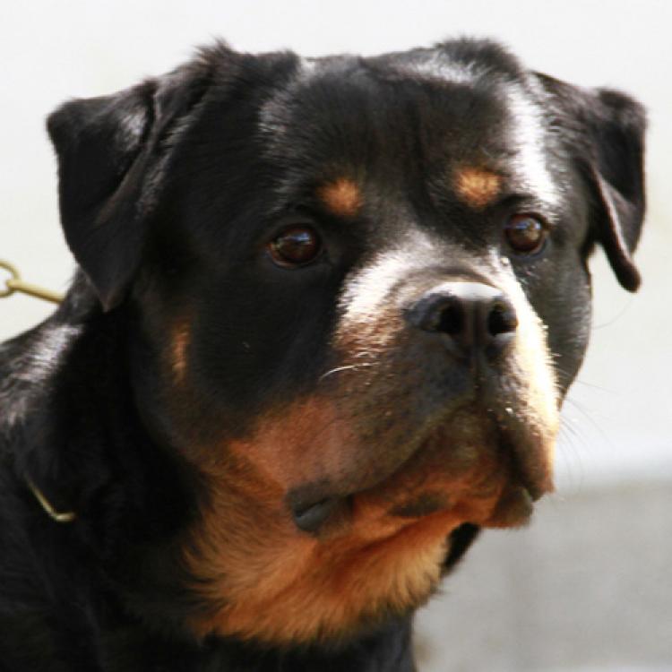 Rottweiler. Ella Zara Cro Rott.