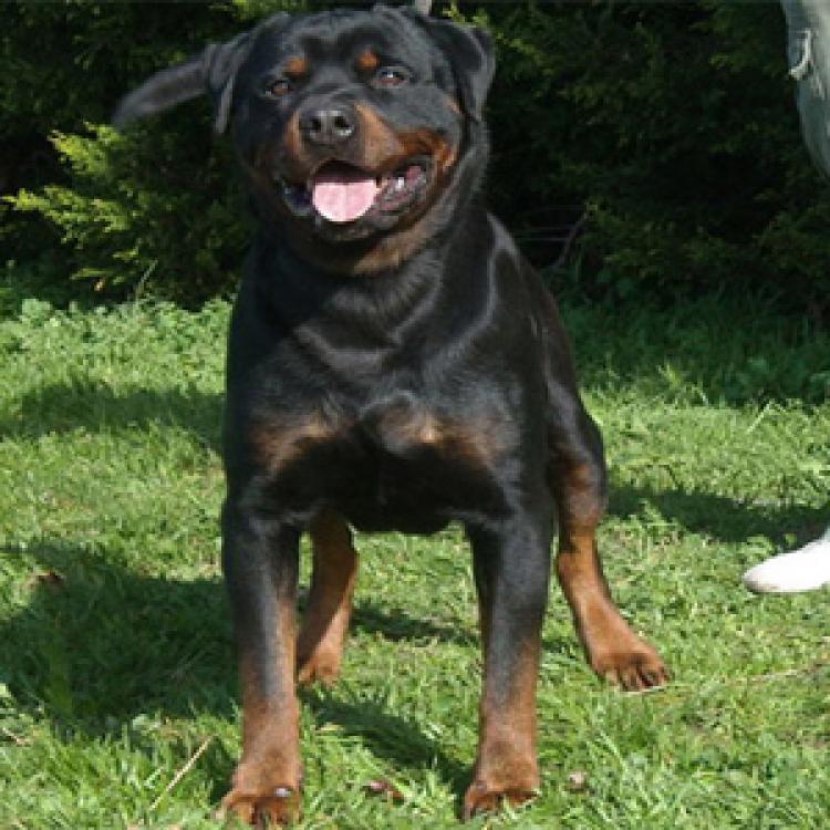 Rottweiler. Quentyn De Breogan.