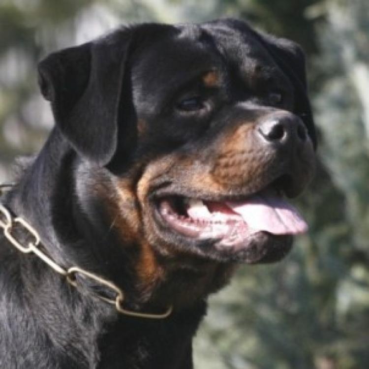 Rottweiler. Ch. Duda From Royal Breed. Rottweiler. Ch. Duda From Royal Breed.