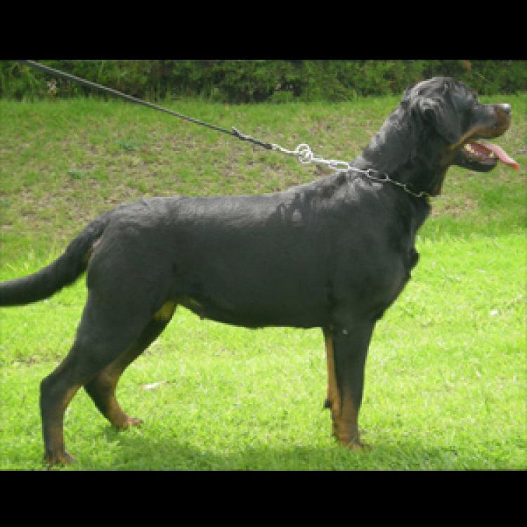 Rottweiler.  Ch. Unika De Breogan.