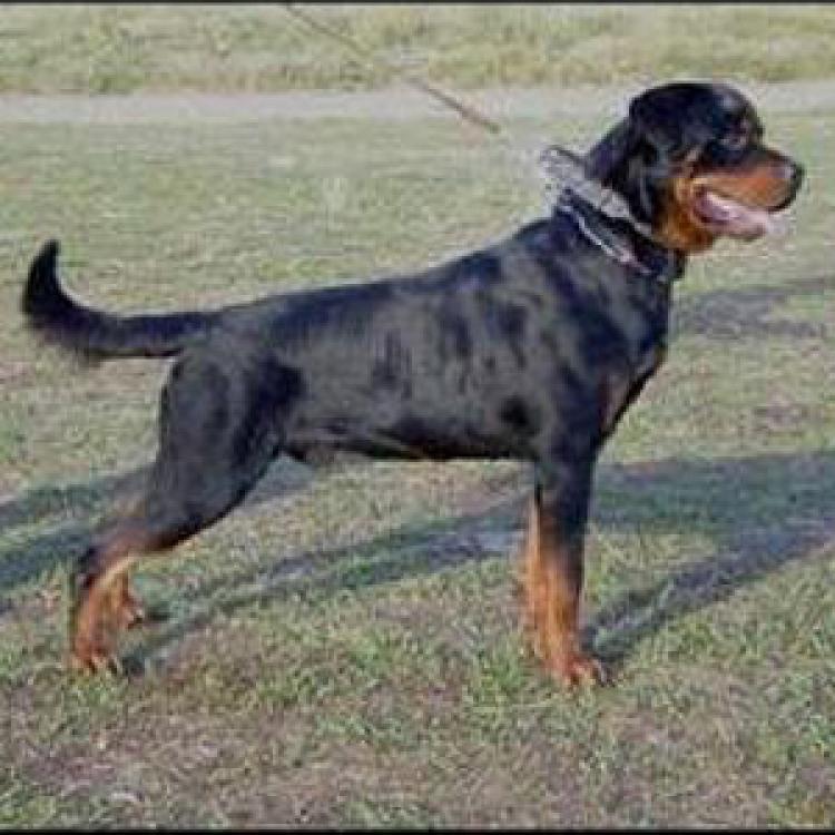 Rottweiler.  Ch. Andy Ii De Breogan.