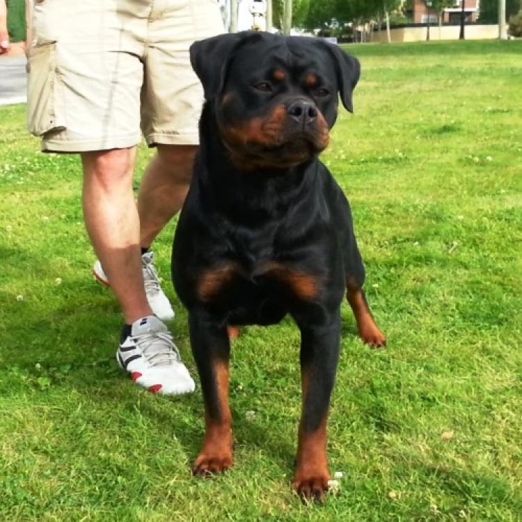 Rottweiler.  Ch. Farah Od Vadanora con 24 meses.