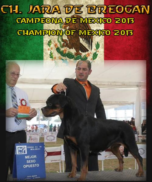 Nueva Campeona de México. Rottweiler. Ch. Jara de Breogan.