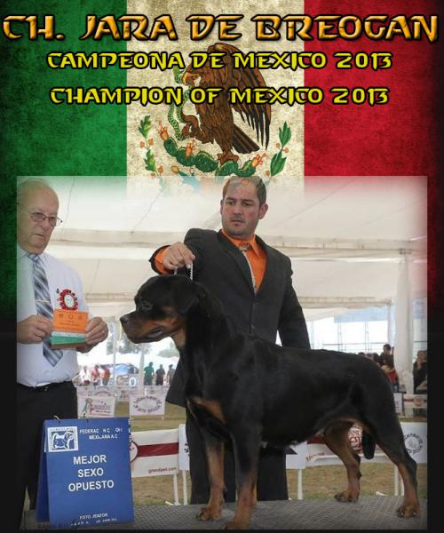 Rottweiler. Ch. Jara de Breogan. Rottweiler. Ch. Jara de Breogan.