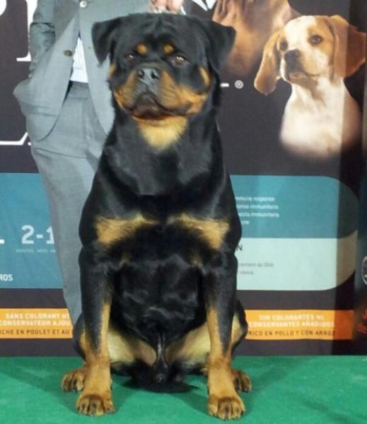 Rottweiler.  Ch. Falco Von Haus Drazic.
