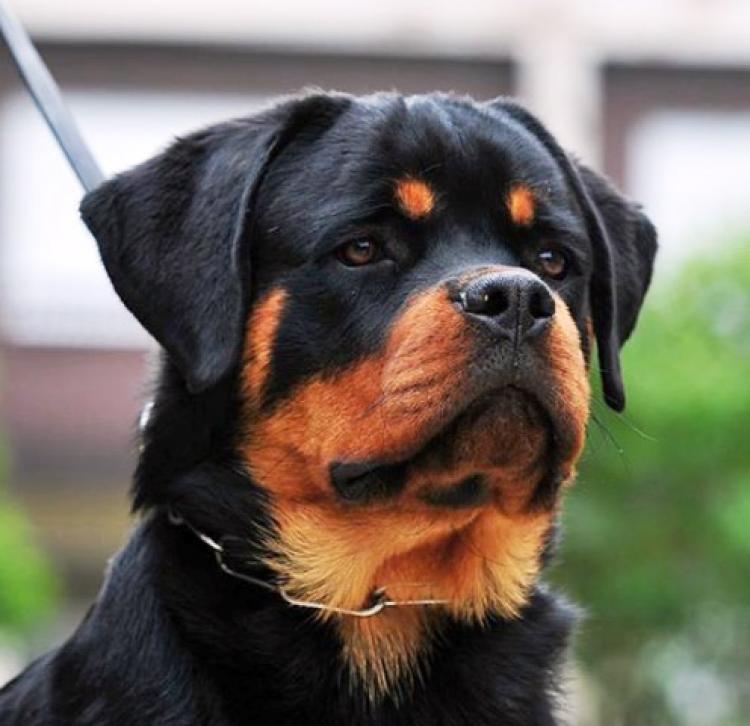 Rottweiler.  Ch. Rio Winner Civi.