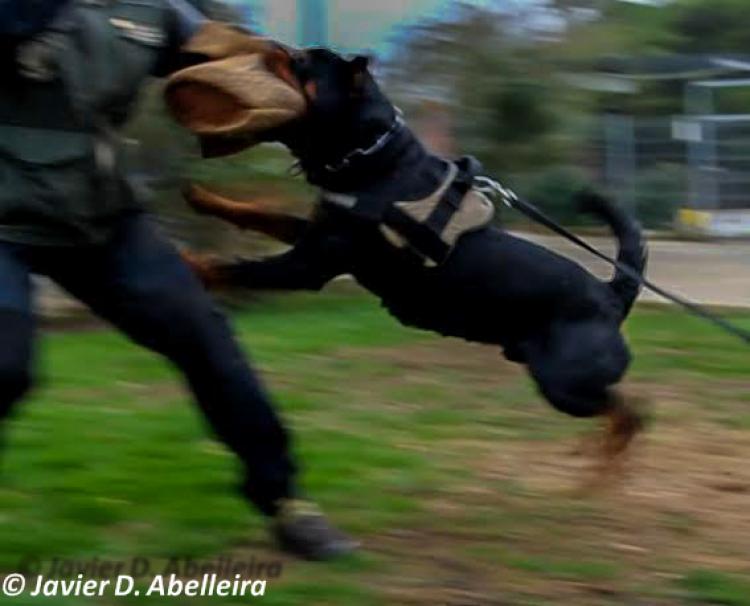 Rottweiler.  Ch. Falco Von Haus Drazic.