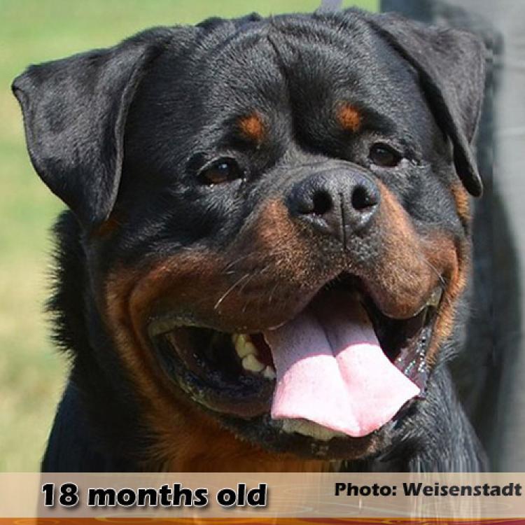 Rottweiler.  Ch. Jerry Lee Van Gorgar.