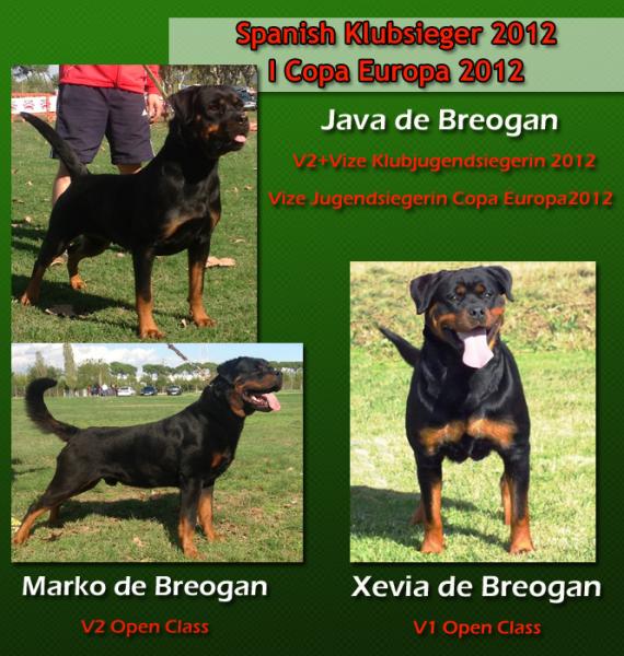 Rottweiler. Rottweiler.