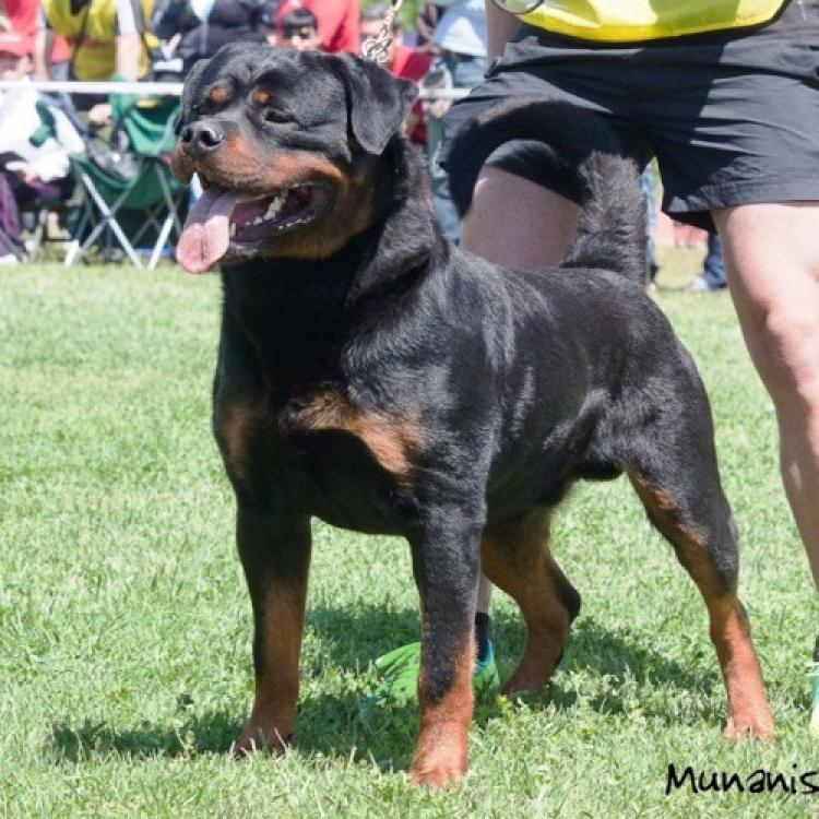 Rottweiler.  Ch. Marko De Breogan. Rottweiler.  Ch. Marko De Breogan.