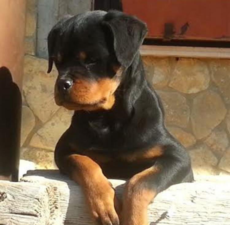 Rottweiler. Bessy De Breogan.
