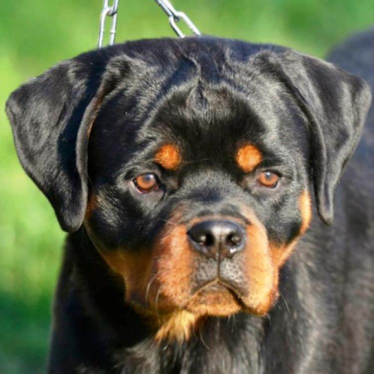 Rottweiler. Combo Dark Force.