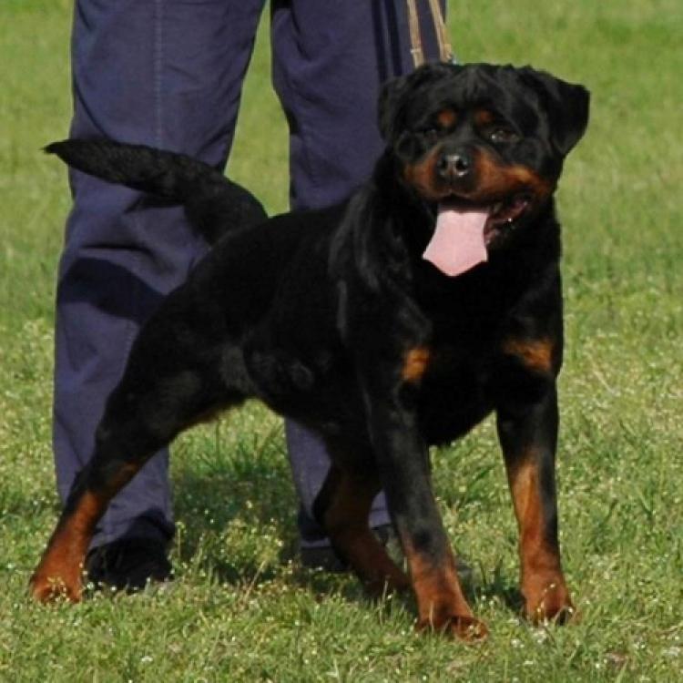 Rottweiler. Evita Del Modero Rott.