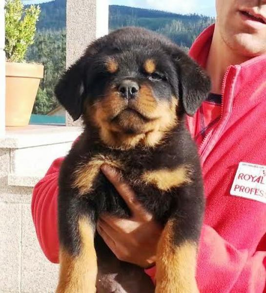 Rottweiler. Onda De Breogan.