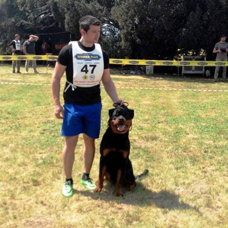 Rottweiler.  Ch. Attosh De Breogan. 9 months old on photo.