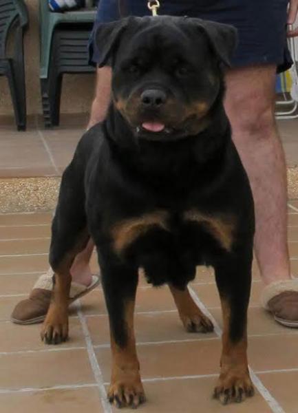 Rottweiler. Basia De Breogan.