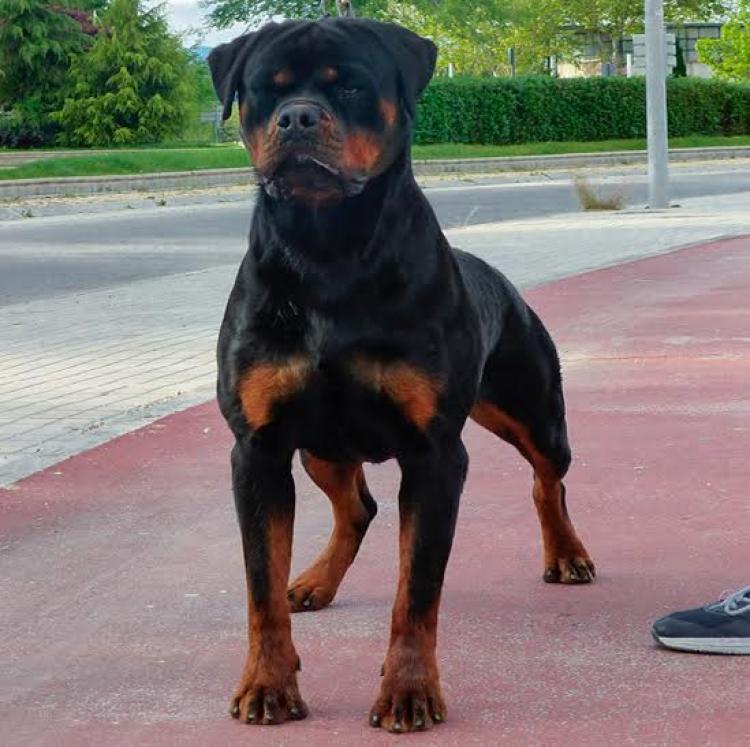 Rottweiler.  Ch. Iva Of Nicola´s Lion.