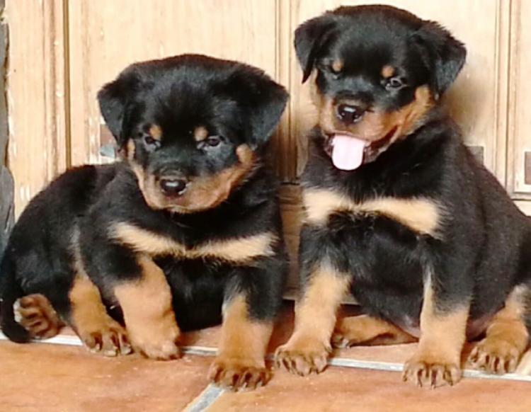 Rottweiler. Evia De Breogan.