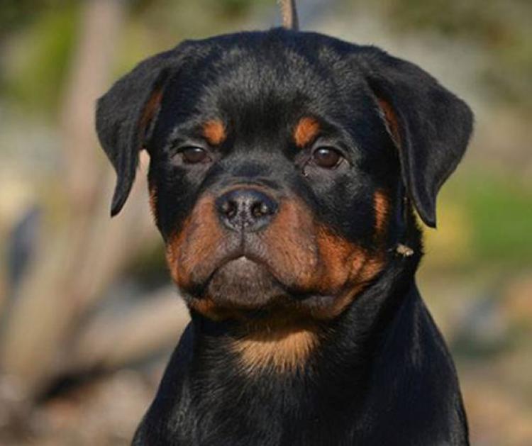 Rottweiler. King Ritter Vom Camelot.